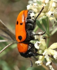 Tituboea sexmaculata