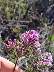 Amphithalea ericifolia