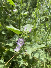 Malva
