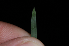 Carex pedunculata