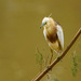 Continental Javan Pond-Heron - Photo (c) nine0009, some rights reserved (CC BY-NC)