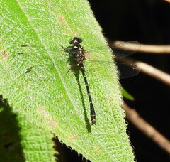 Burmagomphus plagiatus