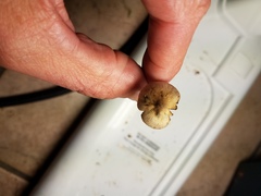 Psilocybe tampanensis