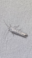 Yponomeuta malinellus