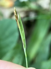 Carex platyphylla