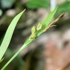 Carex platyphylla