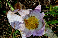 Colchicum melanthoides melanthoides