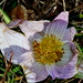 Colchicum melanthioides melanthioides - Photo (c) tjeerd, μερικά δικαιώματα διατηρούνται (CC BY-NC), uploaded by tjeerd