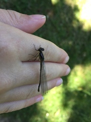 Erythromma