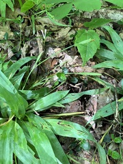 Carex platyphylla