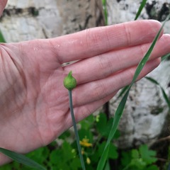 Allium obliquum