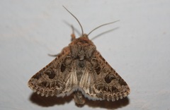 Anarta sodae