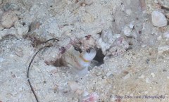 Amblyeleotris steinitzi