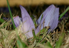 Colchicum melanthoides melanthoides
