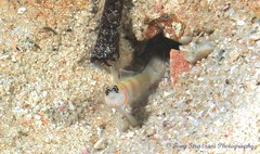 Amblyeleotris steinitzi