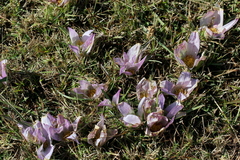 Colchicum melanthoides melanthoides