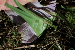 Colchicum melanthoides melanthoides