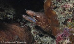 Gymnothorax zonipectis