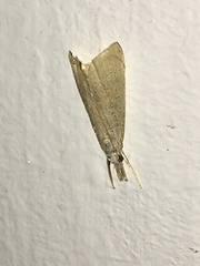 Haimbachia placidellus