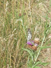 Melanargia galathea