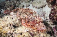 Scorpaenopsis oxycephalus