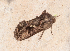 Ctenoplusia limbirena