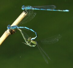 Erythromma lindenii