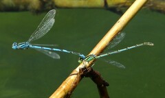 Erythromma lindenii