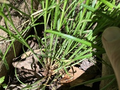 Carex radiata