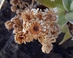 Helichrysum devium