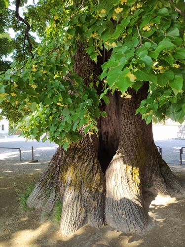 Common Lime