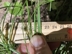 Carex radiata