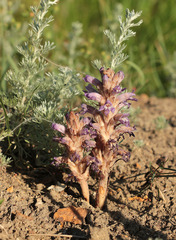 Phelipanche caesia