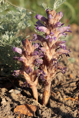 Phelipanche caesia