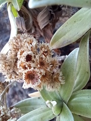 Helichrysum devium
