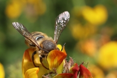 Megachile ericetorum