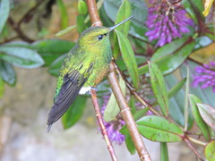 Eriocnemis cupreoventris