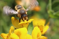 Megachile ericetorum