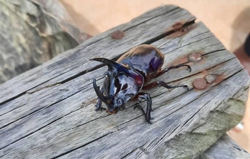Centaurus Beetle