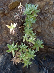 Helichrysum devium