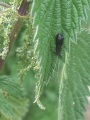 Mystacides azureus