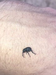 Brachycerus rotundicollis