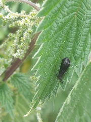Mystacides azureus