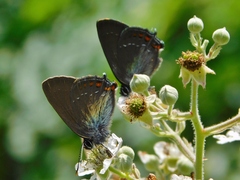 Satyrium ilicis