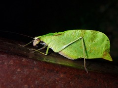 Leptoderes ornatipennis