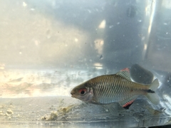 Paratanakia himantegus