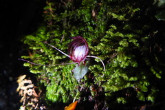 Corybas sinii