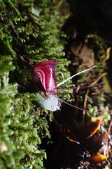 Corybas sinii