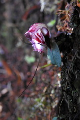 Corybas sinii
