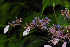 Hydrangea densifolia